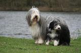 BEARDED COLLIE 292
